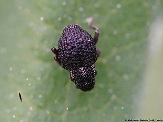 <i>Scleropterus</i> Genus of beetles