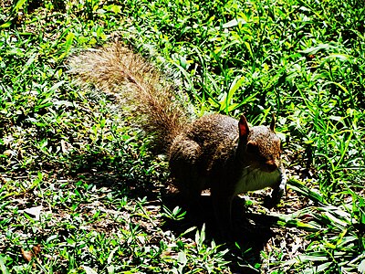 An Eastern gray squirrel, Parchi di Nervi, Genova