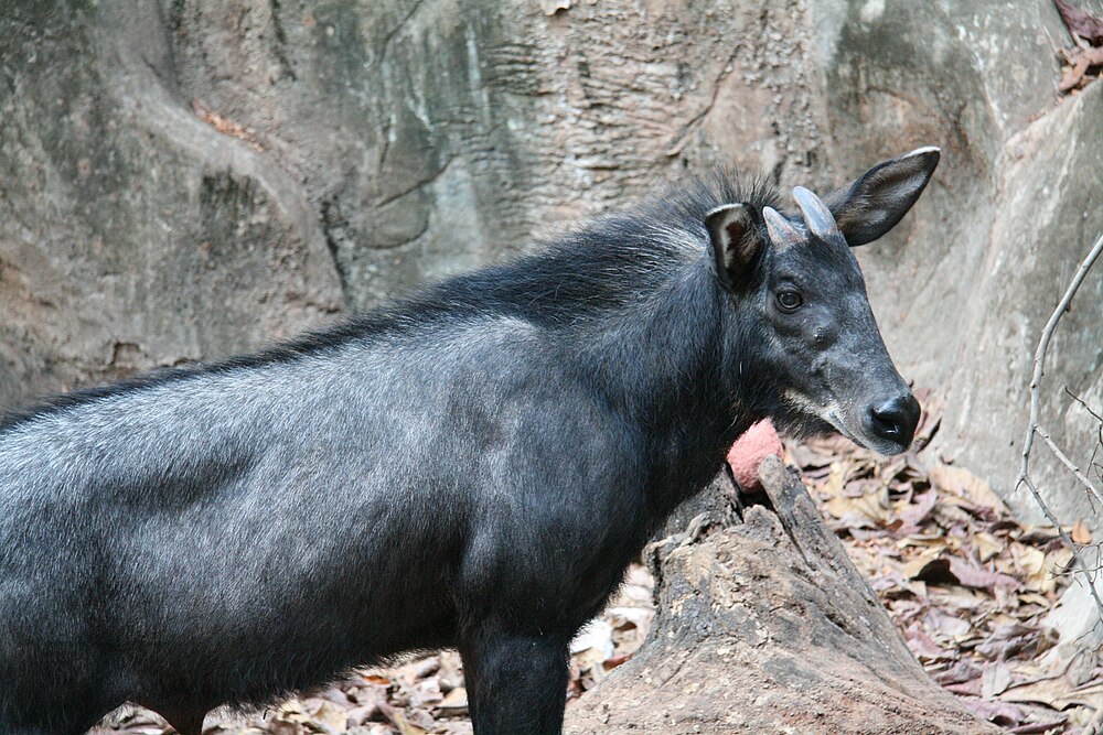 The average adult weight of a Sumatran serow is 110.94 kg (244.58 lbs)