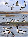 Shelduck from the Crossley ID Guide Britain and Ireland.jpg