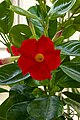 Shining Mandevilla (Mandevilla splendens).