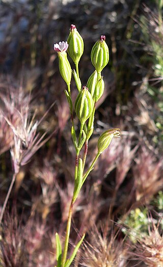 <i>Silene antirrhina</i> Species of flowering plant