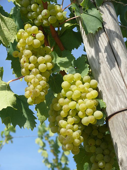 Silvanerweg Rüdesheim