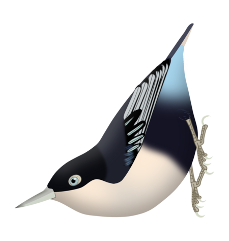 Sitta azurea expectata png.png