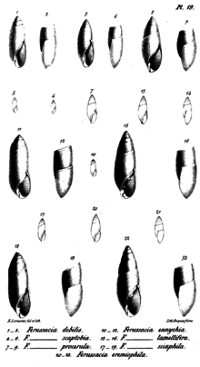 Several members of the family Ferussaciidae. Sketches from 1856. Sketches of Ferussaciidae Specimens.png