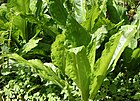 Skunk Cabbage (5659826958).jpg