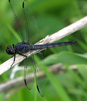 Doki nouveau roi de la Terre 290px-Slaty_Skimmer