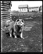 Sled dog at Tungus (evenki) camp, Siberia, 1901.jpg