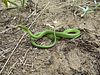 Гладкая зеленая змея (Opheodrys vernalis) .jpg