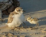 Snowy plover with chicks