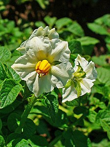 Solanum tuberosum Flower