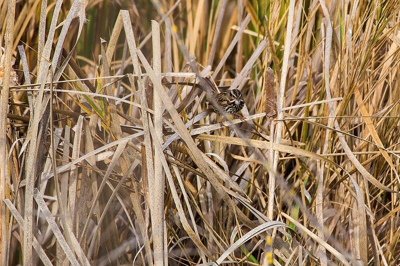 File:Song Sparrow, Las Gallinas Wildlife Ponds, San Rafael, CA (31543244612).jpg