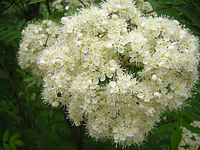 Sorbus aucuparia - flower.JPG