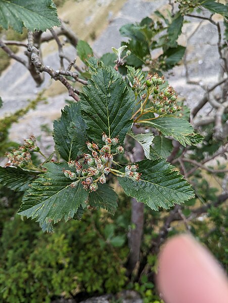 File:Sorbus cuneifolia, Creigiau Eglwyseg 4 (53136888873).jpg