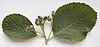 Sorbus eminens leaves and unripe fruit.jpg
