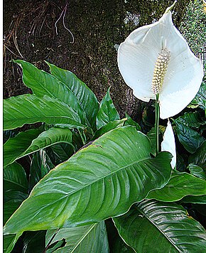 A kép leírása: Spathiphyllum montanum (9163277188) .jpg.