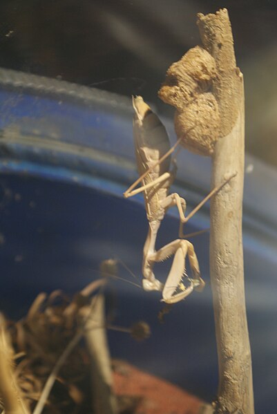 File:Sphodromantis viridis in Tropicarium-Oceanarium Budapest.JPG