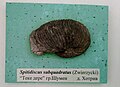 Spitidiscus subquadratus (Zwierzycki) Lower Hauterivian, Teke Dere, Shumen Province, Cr1 1710 at the Sofia University 'St. Kliment Ohridski' Museum of Paleontology and Historical Geology.jpg