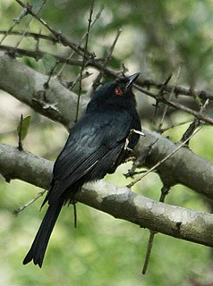 Common square-tailed drongo Species of bird