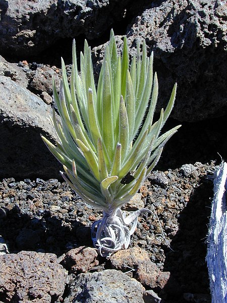 File:Starr-011009-0044-Argyroxiphium x Dubautia-small plant-Kalahaku HNP-Maui (24460423871).jpg