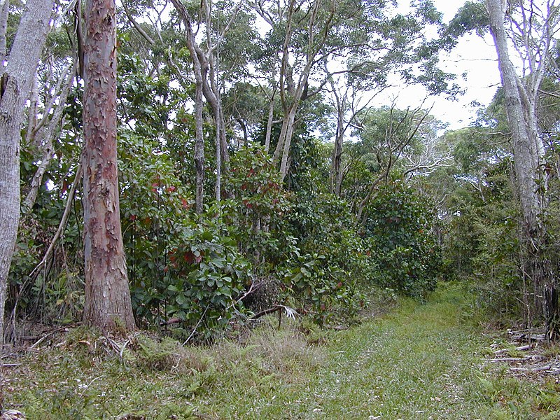 File:Starr-020501-0052-Cinchona pubescens-habit under Acacia koa and Eucalyptus sp-Makawao Forest Reserve-Maui (24466360151).jpg
