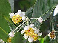 State Flower of Nauru