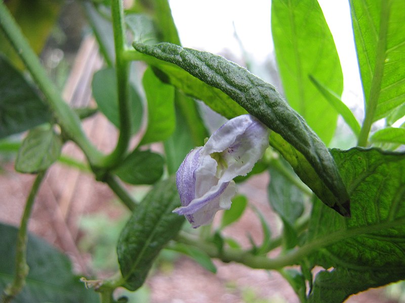 File:Starr-110217-1518-Solanum muricatum-flower-Olinda-Maui (24445767134).jpg