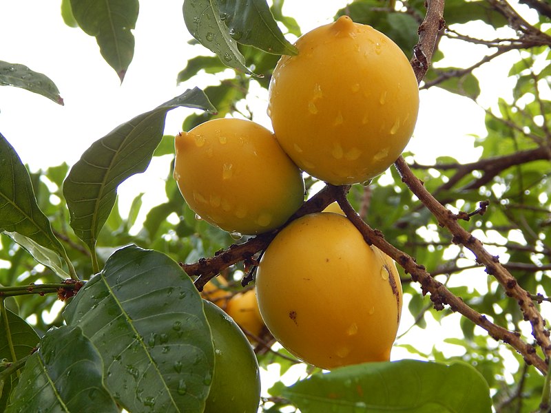 File:Starr-140925-2018-Pouteria caimito-fruit-Pali o Waipio Huelo-Maui (24616024964).jpg