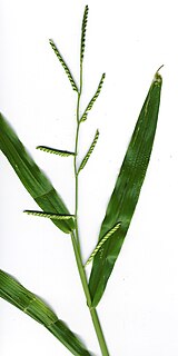 <i>Brachiaria</i> Genus of grasses