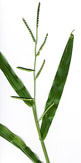 <i>Brachiaria</i> genus of plants