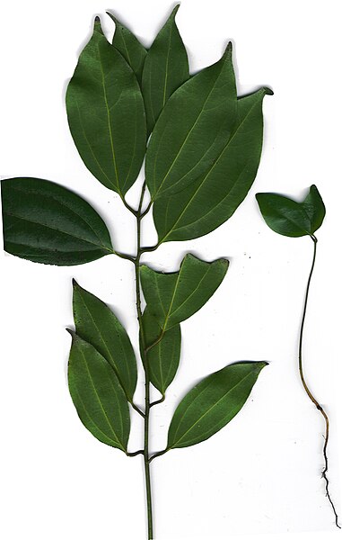 File:Starr 020225-9006 Cinnamomum burmanni.jpg