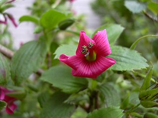 <i>Geranium arboreum</i> Species of flowering plant