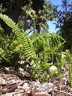 Starr 040318-0078 Nephrolepis cordifolia.jpg