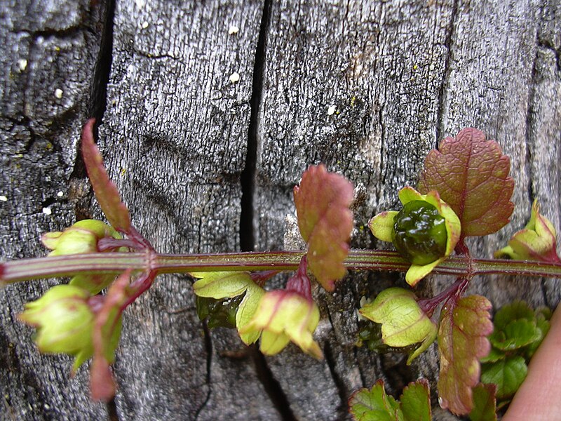 File:Starr 040723-0040 Stenogyne microphylla.jpg