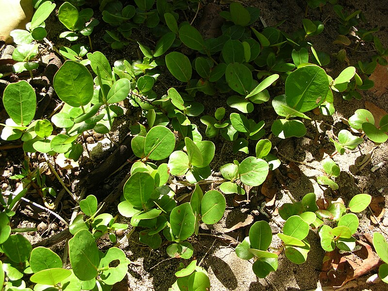 File:Starr 050222-4143 Coccoloba uvifera.jpg