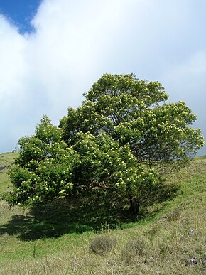 Descrizione dell'immagine Starr_050528-2038_Acacia_mearnsii.jpg.