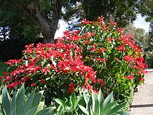 Starr 061201-1750 Euphorbia pulcherrima.jpg