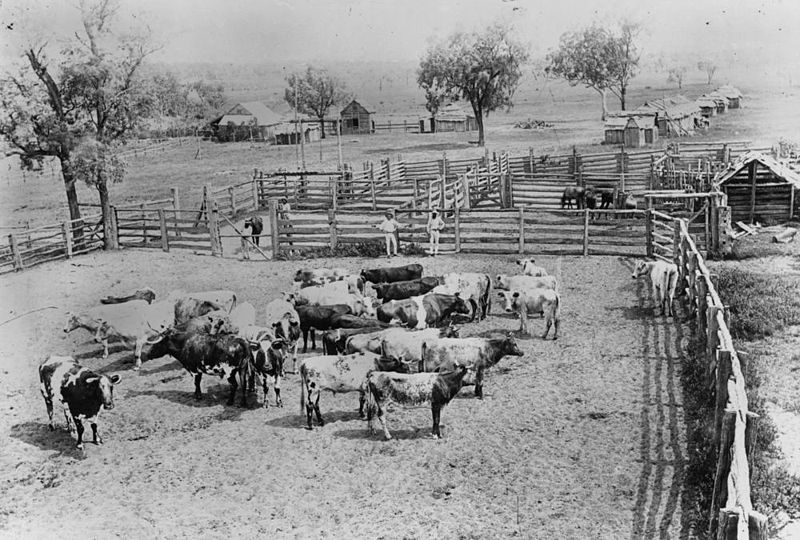 File:StateLibQld 1 68323 Hoganthulla Station on the Upper Maranoa River, near Augathella, Queensland.jpg