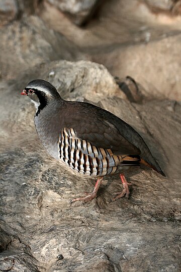 Rock partridge