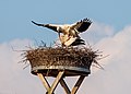 * Nomination Stork pair in nest in Stolzenroth in Upper Franconia --Ermell 05:54, 17 April 2020 (UTC) * Promotion  Support Good quality. --Tournasol7 06:12, 17 April 2020 (UTC)