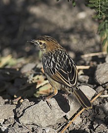 Gemuk Cisticola.jpg