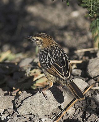 <span class="mw-page-title-main">Stout cisticola</span> Species of bird