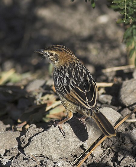 Cisticola_robustus