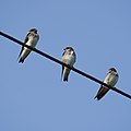 * Nomination Three streak-throated swallows (Petrochelidon fluvicola) perched on an electric wire, Srirangapatna --Tagooty 02:13, 5 August 2022 (UTC) * Promotion  Support Good quality. --XRay 03:40, 5 August 2022 (UTC)
