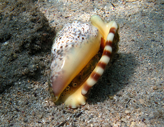 Live Lentigo lentiginosus in La Réunion.