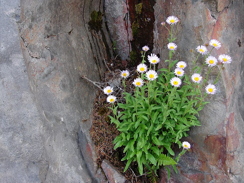 File:Subalpine daisy growing in crack of boulder. Late July, 2012. (dc694c255bfd44baa7fabd7f9591e4a1).JPG