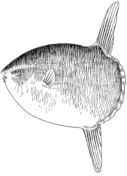 File:Sunfish (PSF).png