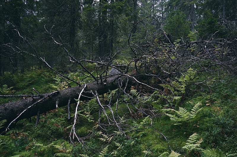 File:Svartdalstjerna Lakes Primeval Forest Nature Reserve of the Totenaasen Hills in Norway 81.jpg