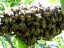 Italian honey bees swarming Swarm of Italian bees 2004.jpg