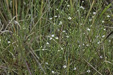 Symphyotrichum depauperatum 50071438.jpg